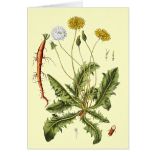 Vintage Dandelion Illustration