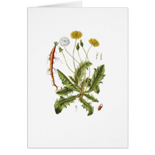 Vintage Dandelion Illustration