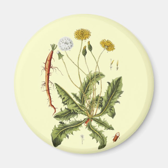 Vintage Dandelion Illustration Magnet (Front)
