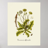 Vintage Dandelion Illustration