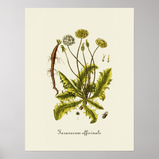 Vintage Dandelion Illustration Poster (Front)