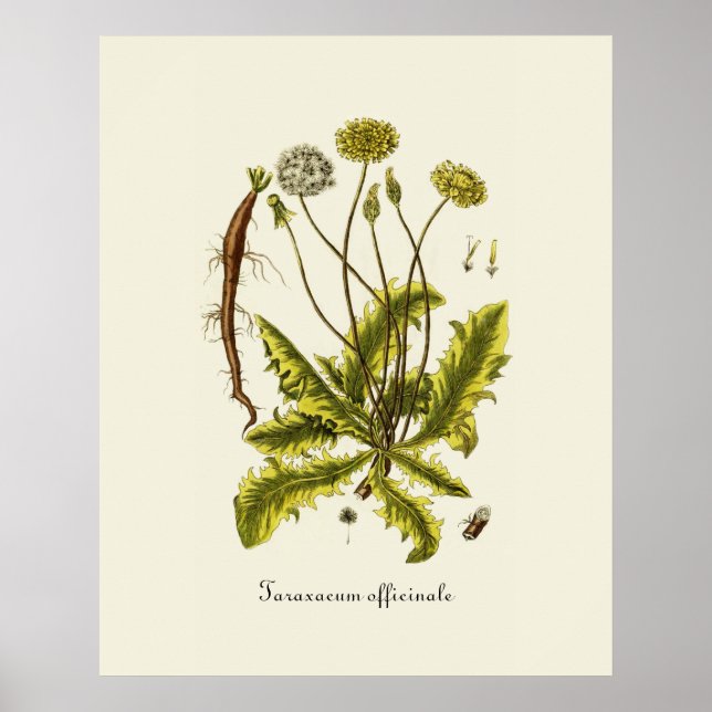Vintage Dandelion Illustration Poster (Front)