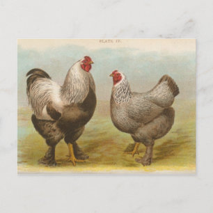 Vintage "Dark Brahama Chickens" Postcard