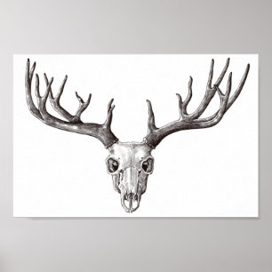 Vintage Deer Skull/Antlers Poster