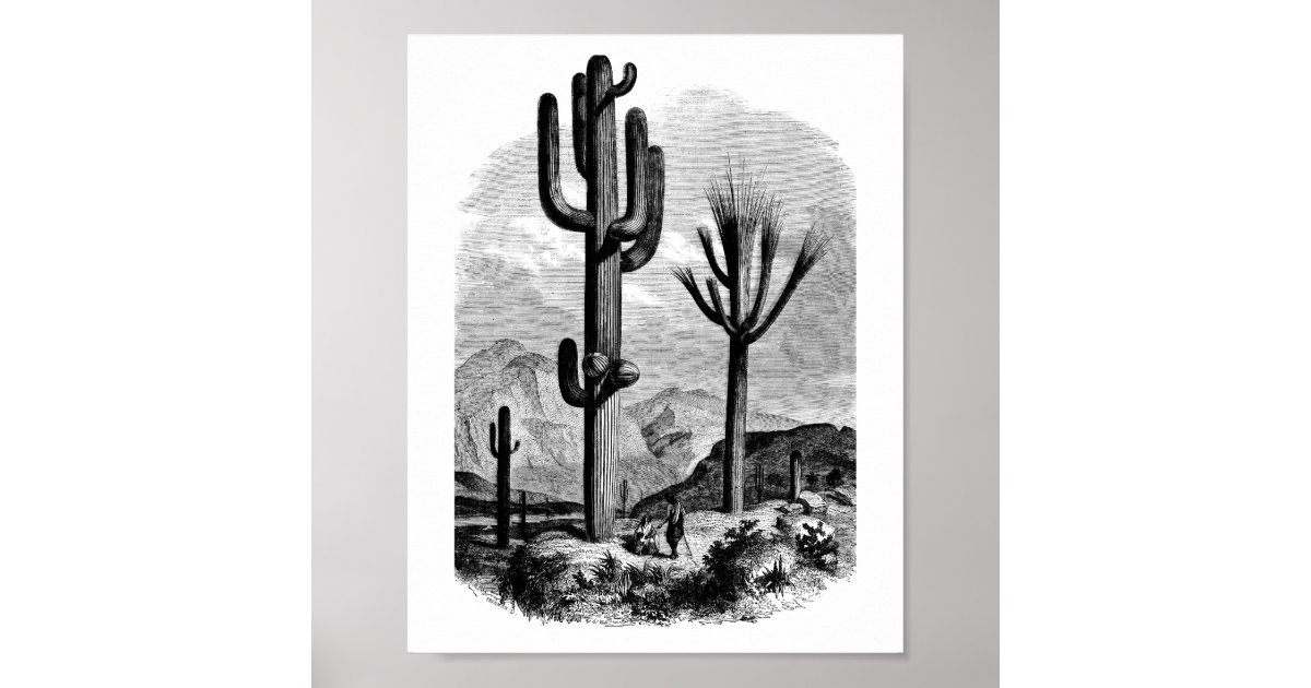 Vintage desert Landscape Illustration Art Poster | Zazzle