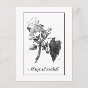 Vintage Devil's hand tree etching card