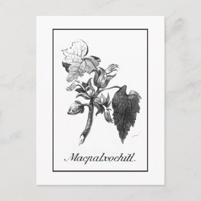 Vintage Devil's hand tree etching card (Front)