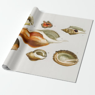Vintage Different types of mollusks shells Wrapping Paper