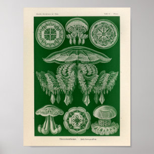 Vintage Discomedusae Colour Ernst Haeckel Art Poster