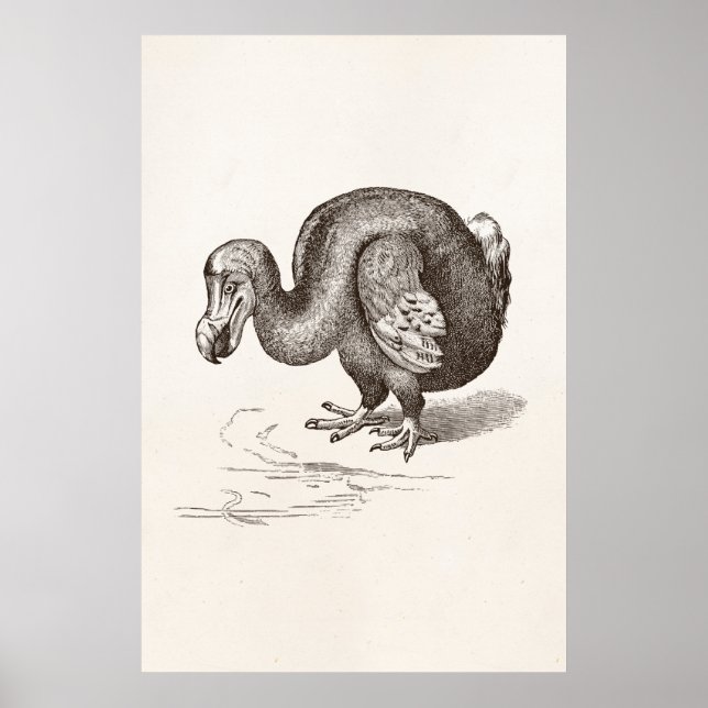 Vintage Dodo Bird Antique Bird Template Poster (Front)