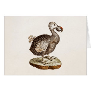 Vintage Dodo Bird Illustration 1700s Dodo Birds
