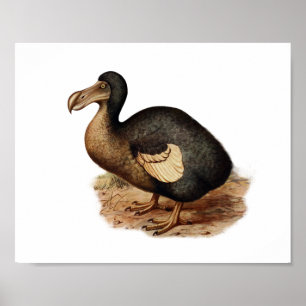 Vintage Dodo Bird Illustration Poster