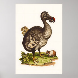 Vintage Dodo Print Natural History Illustration 10