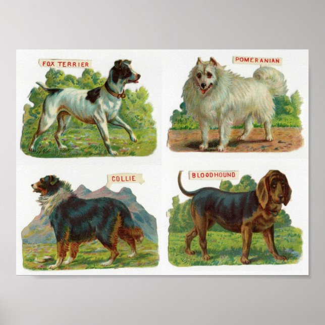 Vintage Dog Breed Illustration Poster (Front)