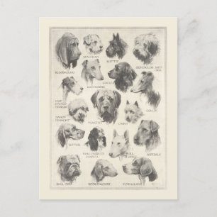 Vintage dog breeds chart postcard