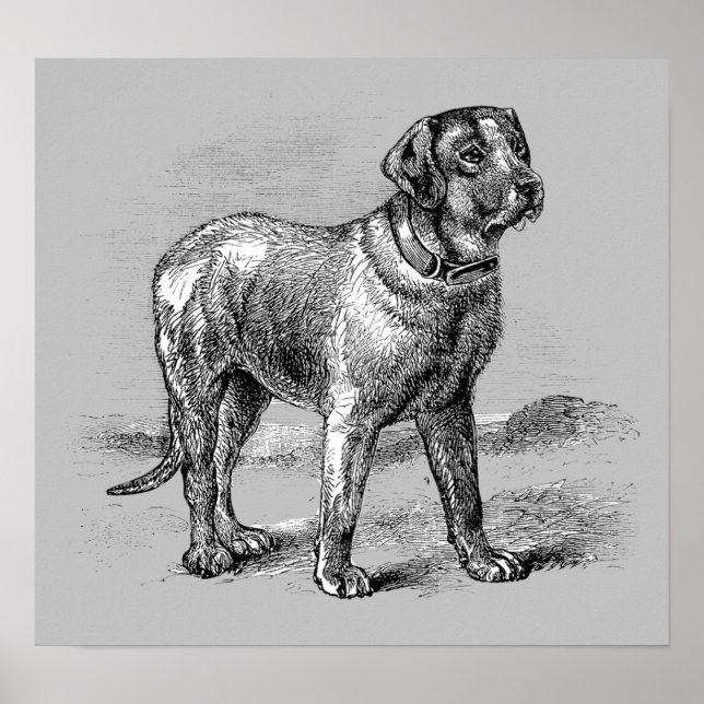 Vintage Dog Illustration - Archival Print (Front)