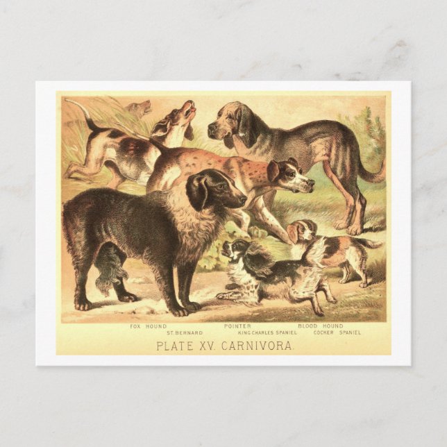 Vintage Dog Illustration Postcard (Front)
