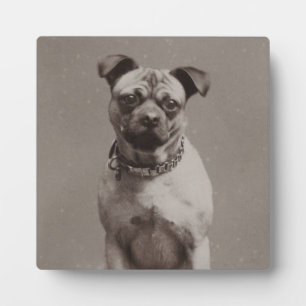 Vintage Dog Plaque