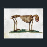 Vintage Dog Skeleton Postcard<br><div class="desc">To the best of my knowledge these images are in public domain and believed to be free to use without restriction in the US. 
 Please contact me if you discover that any of these images are not in Public Domain.</div>