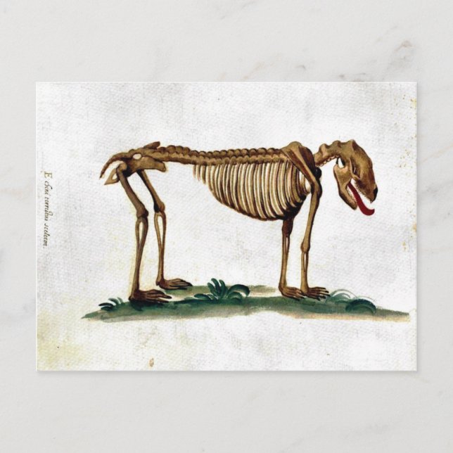 Vintage Dog Skeleton Postcard (Front)