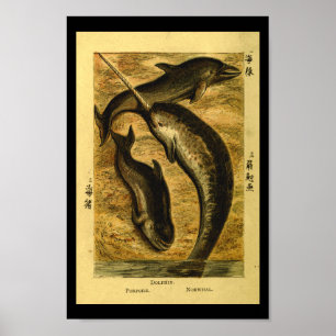 Vintage Dolphin Whale Natural History Print
