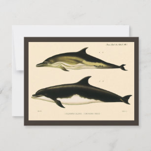 Vintage Dolphins, Marine Animals and Mammals