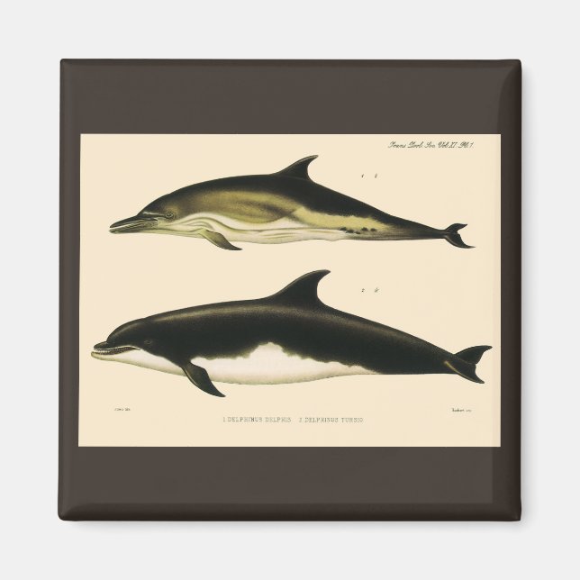 Vintage Dolphins, Marine Animals and Mammals Magnet (Front)
