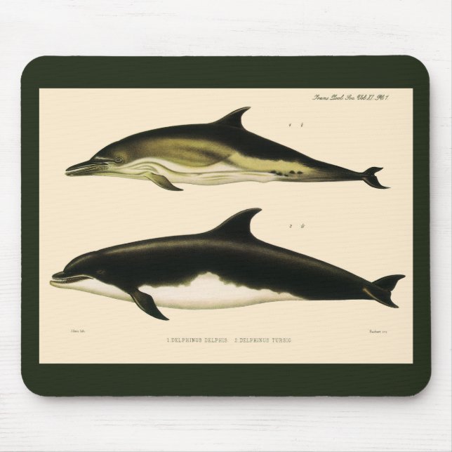 Vintage Dolphins, Marine Animals and Mammals Mouse Pad (Front)