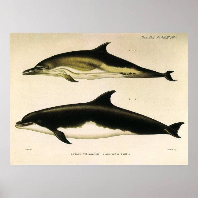 Vintage Dolphins, Marine Animals and Mammals Poster (Front)