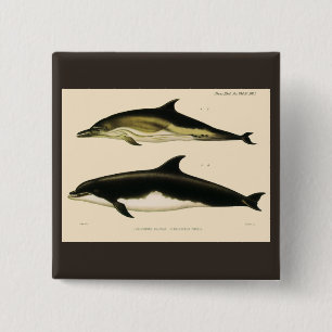 Vintage Dolphins, Marine Mammals Animals 15 Cm Square Badge