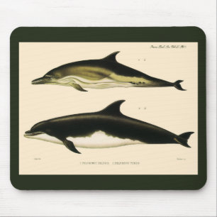 Vintage Dolphins, Marine Mammals Animals  Mouse Pad