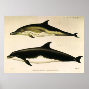 Vintage Dolphins, Marine Mammals Animals  Poster