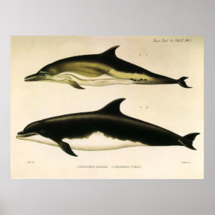 Vintage Dolphins, Marine Mammals Animals  Poster
