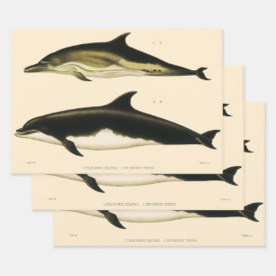 Vintage Dolphins, Marine Mammals Animals  Wrapping Paper Sheet