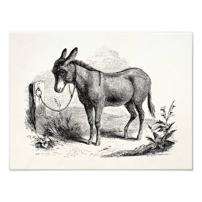 Vintage Domestic Donkey Personalised Retro Donkeys Photo Print (Front)