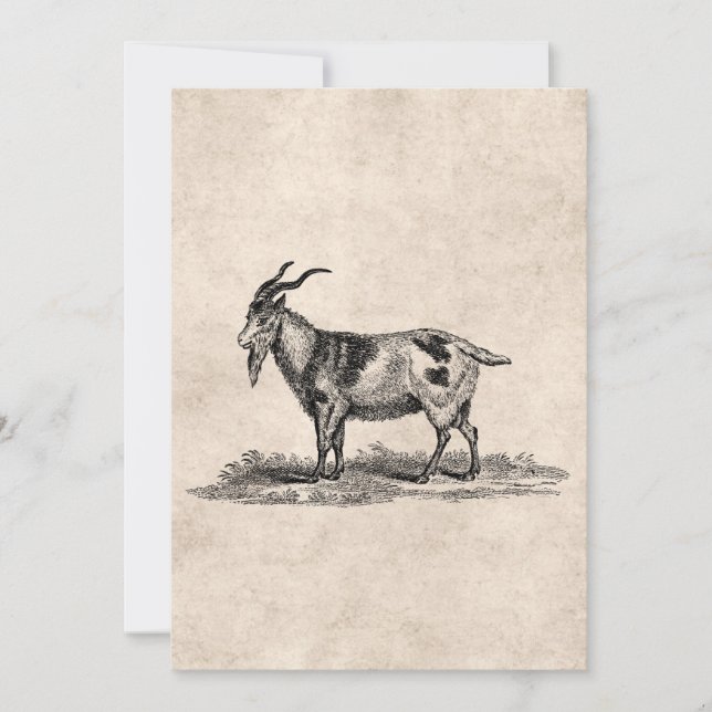 Vintage Domestic Goat Illustration - 1800's Goats (Front)