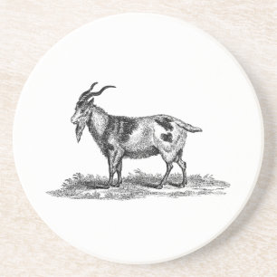 Vintage Domestic Goat Illustration - 1800's Goats Coaster