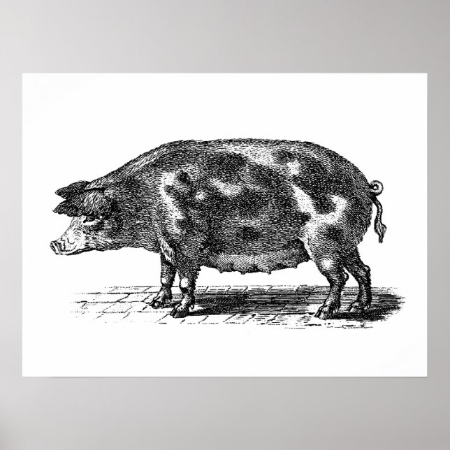 Vintage Domestic Hog Illustration - 1800's Pig Poster (Front)