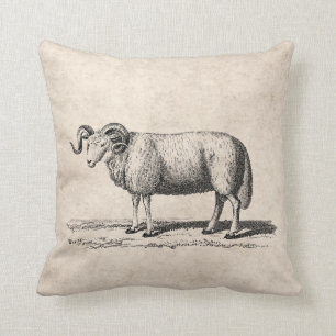 Vintage Domestic Sheep Illustration - 1800's Ram Cushion
