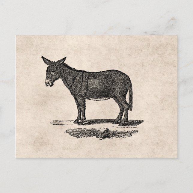 Vintage Donkey Illustration - 1800's Donkeys Postcard (Front)