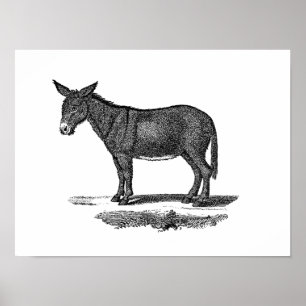 Vintage Donkey Illustration - 1800's Donkeys Poster