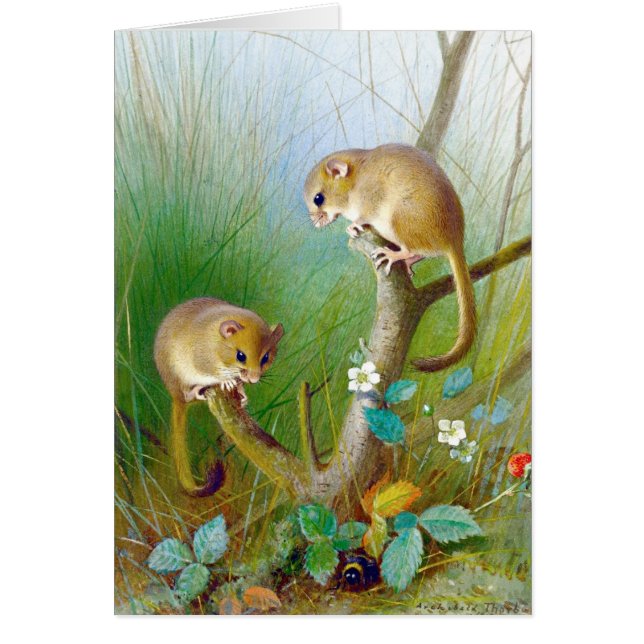 Vintage Dormice (Front)