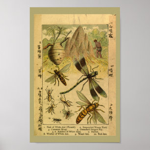 Vintage Dragon Fly Insects Natural History Print