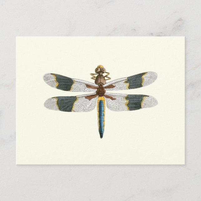 Vintage Dragonfly Drawing Antique Insect Artwork Postcard (Front)