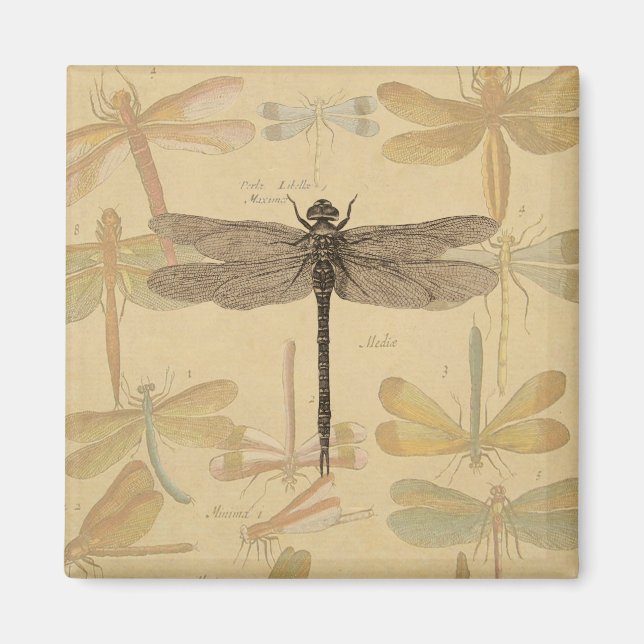 Vintage dragonfly drawing magnet (Front)
