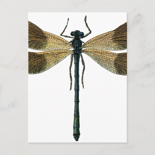 Vintage Dragonfly Postcard (Front)