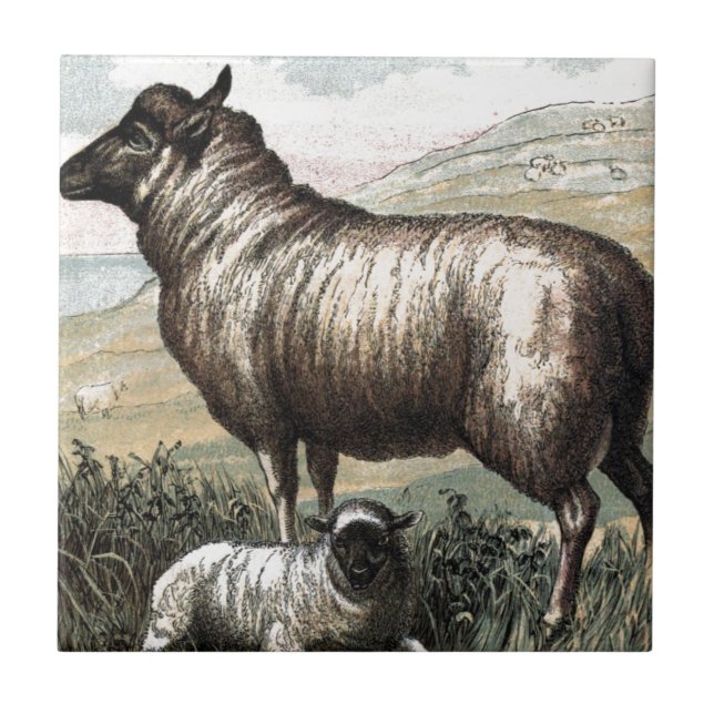 Vintage Drawing: Blackhead Persian (Sheep) Ceramic Tile (Front)