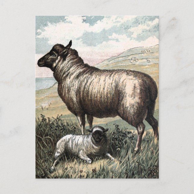 Vintage Drawing: Blackhead Persian Sheep Postcard (Front)
