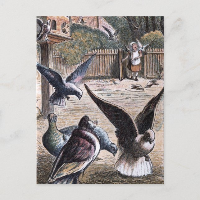 Vintage Drawing: Carrier Pidgeons Postcard (Front)