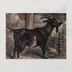 Vintage Drawing: Dark Brown Goat Postcard